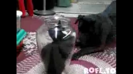 Смях - котка във ваза 