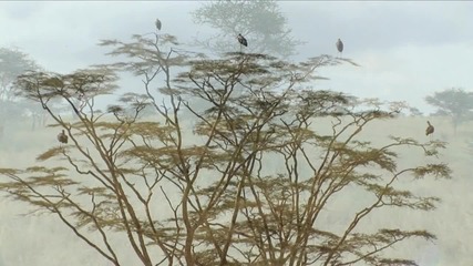 Природа и музика - Африка /част 9/