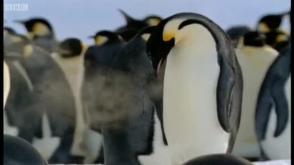 Emperor penguins - The Greatest Wildlife Show on Earth - Bbc 