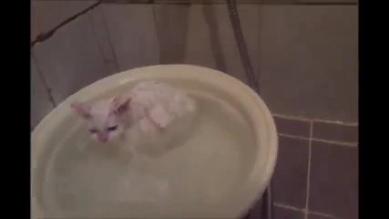 Коте отказва да напусне топлата вана .