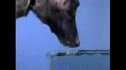 На забавен кадар - как кучетата пият вода 