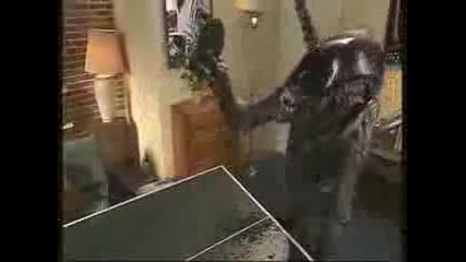 The Great Battle - Alien vs Predator