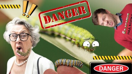 Внимание! Нов вид гъсеници плъзнаха у нас, за кого са опасни?ВИЖТЕ!😲😱