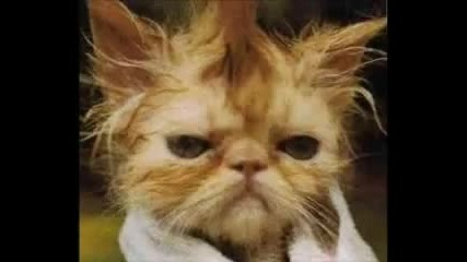 Много Забавни Котки - Гледай ги !! 