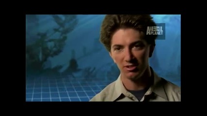 Animal Armageddon Part Fish