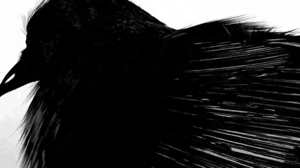 Mtv Hd Crow