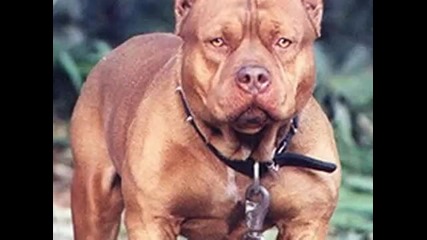 Pit Bull Attack! 