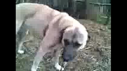 Kangal, Турски Кангал, Www.dog - Ejdan.com