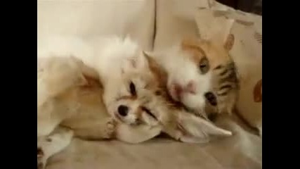 Friendship between Cat and Fennec fox 