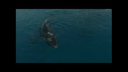 Невероятни Звуци От Китове