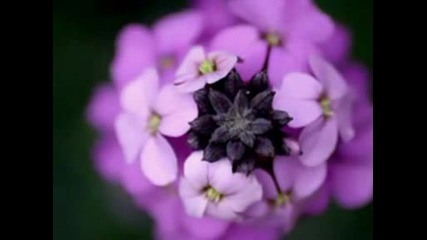 Мариана Василева - Мерак метнах