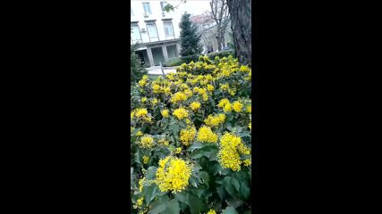 Vid_20230408_150321.mp4
