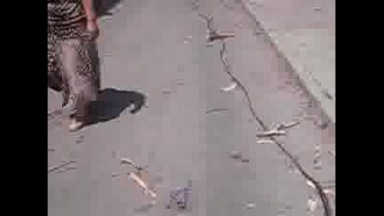 Падаща Топола В Перник