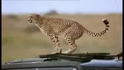гепарда намери къде да се изходи
