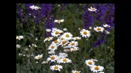Nat King Cole - Stay As Sweet As You Are