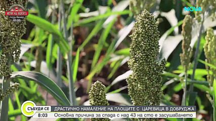 Драстично намаление на площите с царевица в Добруджа