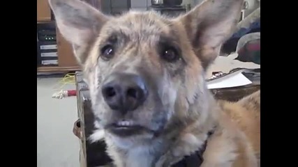 Ultimate Dog Tease