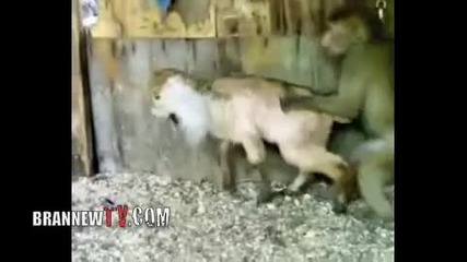 Horny Monkey Tries To Do The Nasty With A Sheep