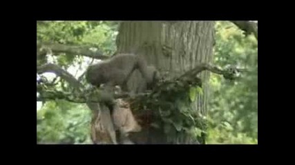 Най - смешния във Vbox7 !!! - Туристи нападнати от група маймуни ! 