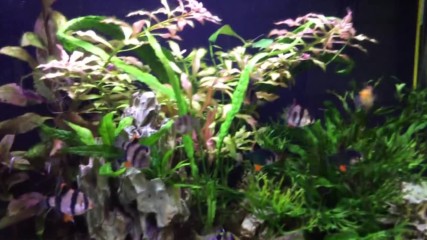 Рибите на Aquatic Friends