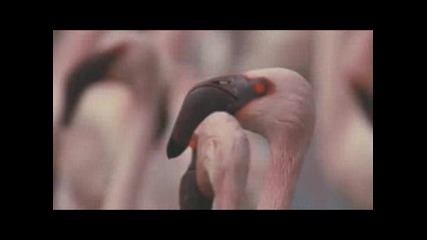 Kрило на Фламинго танц - околната среда