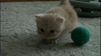 Kitten on the go
