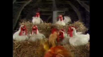 The Muppet Chickens sing Baby Face - Babyface