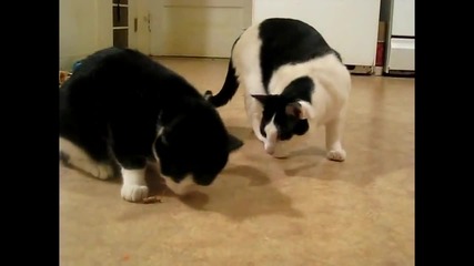 Котки