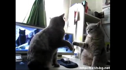 Котки си играят