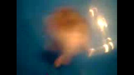 sme6en hamster 2