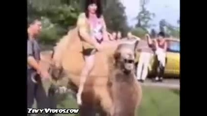 плюеща камила 