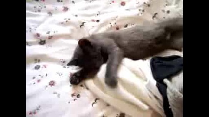 Мяукаща котка,  която иска спане
