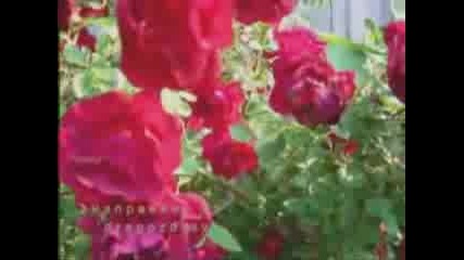 Пет Червени Рози