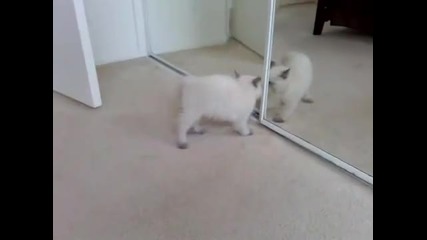 Ragdoll Kitten Goes Crazy by Own Reflection 