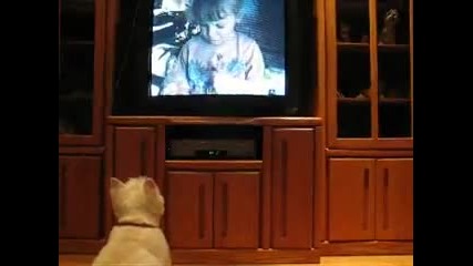 Куче направо откача докато гледа Animal Planet