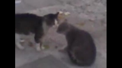 тези котки май са влюбени