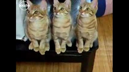 Котки Гледат Тенис
