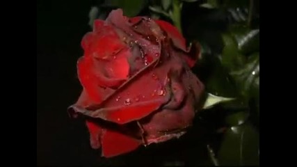 # Blackmores Night - Ghost of a Rose ... 