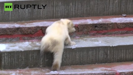 Adorable Polar Bear Cub ‘Fiete’ Greets the World