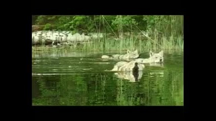 Вълчи сезон / Волчий сезон (2008) [част 7]