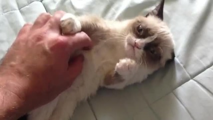 Grumpy Cat