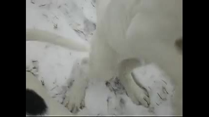 White pit pups - Игра в снега...