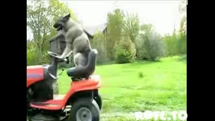 Куче Коси Тревата ! - Смях