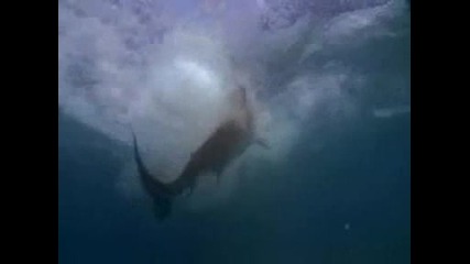 Акули ловят албатроси - Потресаващи кадри