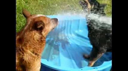 Най - Жадните Кучета На Света