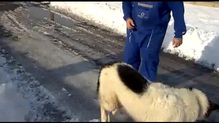 бок бългърско овчарско куче