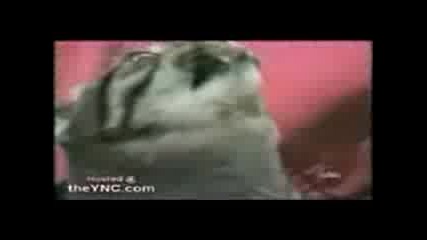 Cat death metal 