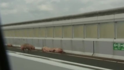 Прасета избягаха от катастрофирал камион, блокираха магистрала