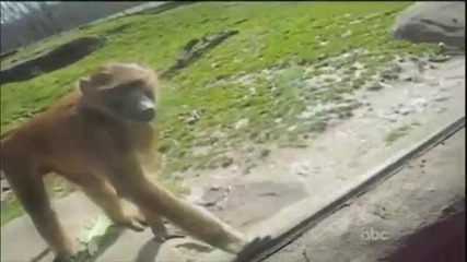 14 Минути Смях Без Спирка