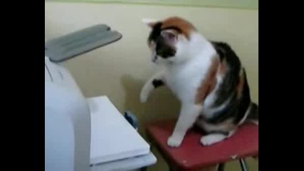 Котка Си Играе На Принтер Смях :д:д